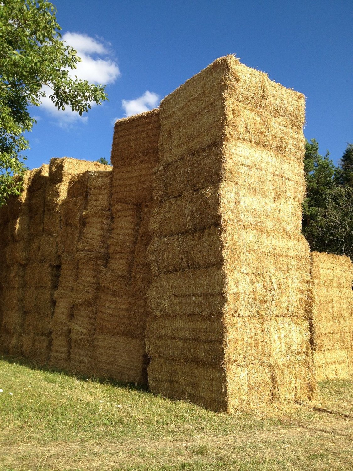 Good grade hay bales