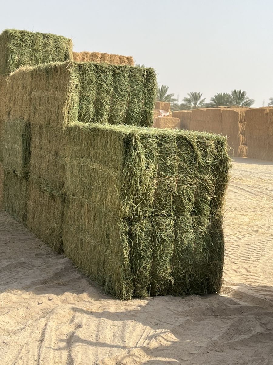 Supreme grade green alfalfa bales