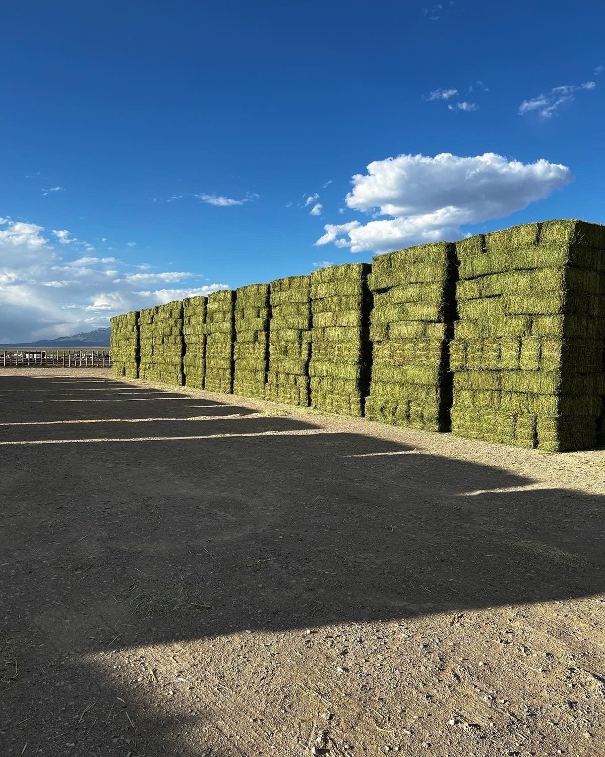 Oregon alfalfa bales prepared for export