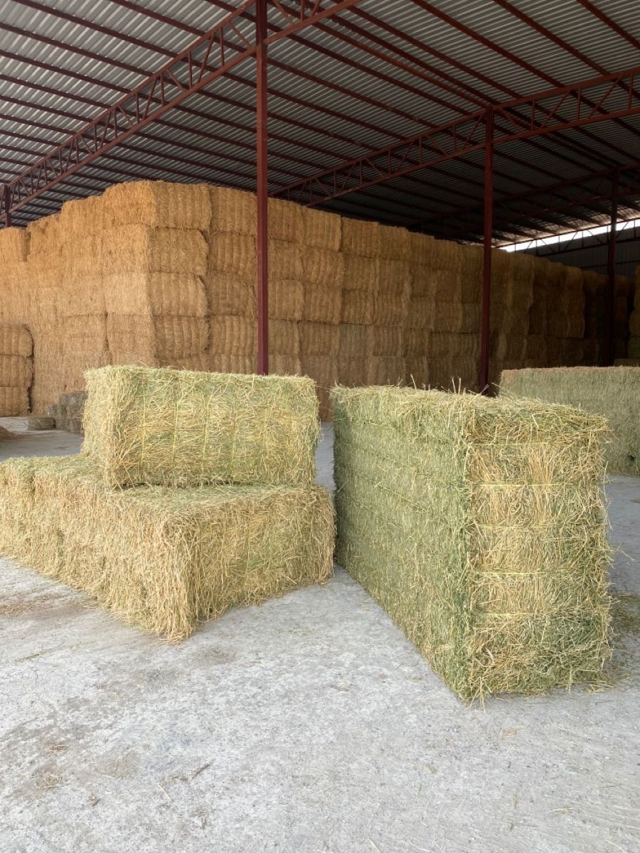 Premium alfalfa hay in warehouse